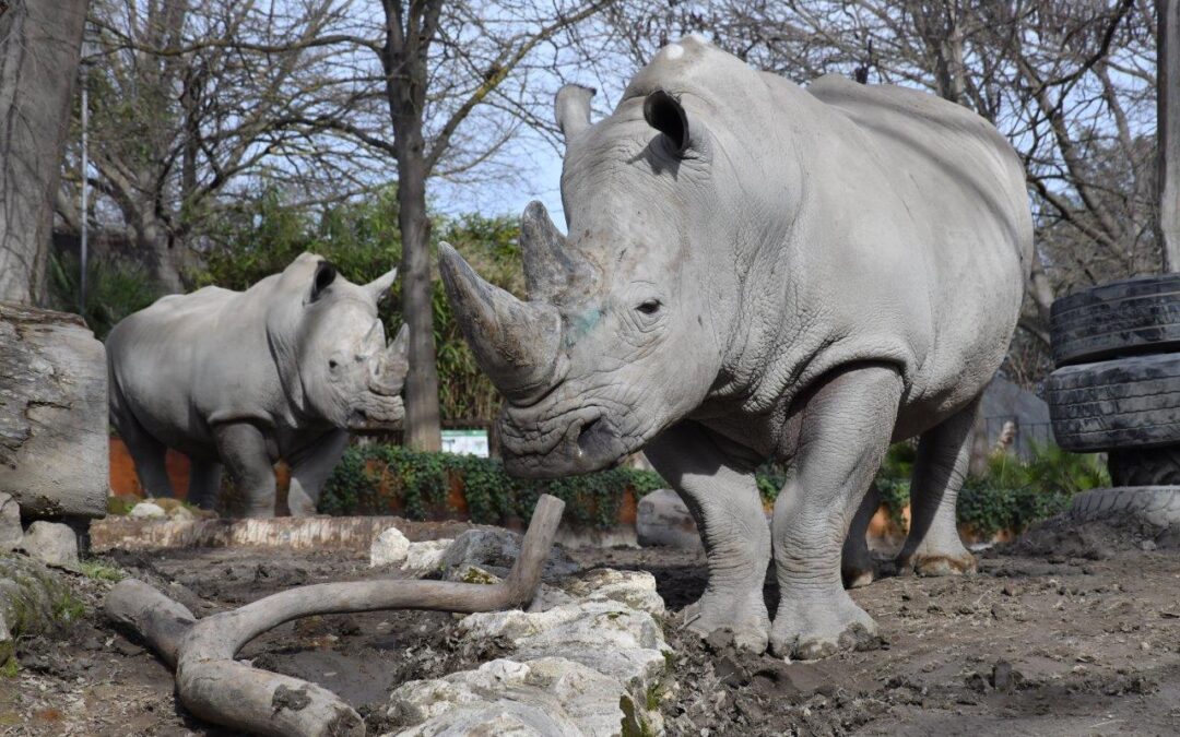 Domenica 27 settembre al Bioparco di Roma si celebra la Giornata Mondiale del Rinoceronte