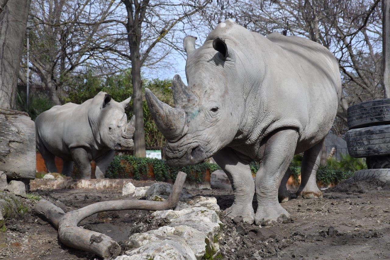 Domenica 27 settembre al Bioparco di Roma si celebra la Giornata Mondiale del Rinoceronte